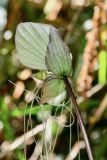 Tacca integrifolia