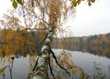 Betula pendula. Упавшее дерево в осенней окраске. Московская обл., Ногинский р-н, берег озера Луково. 12.10.2014.