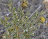 Carlina corymbosa