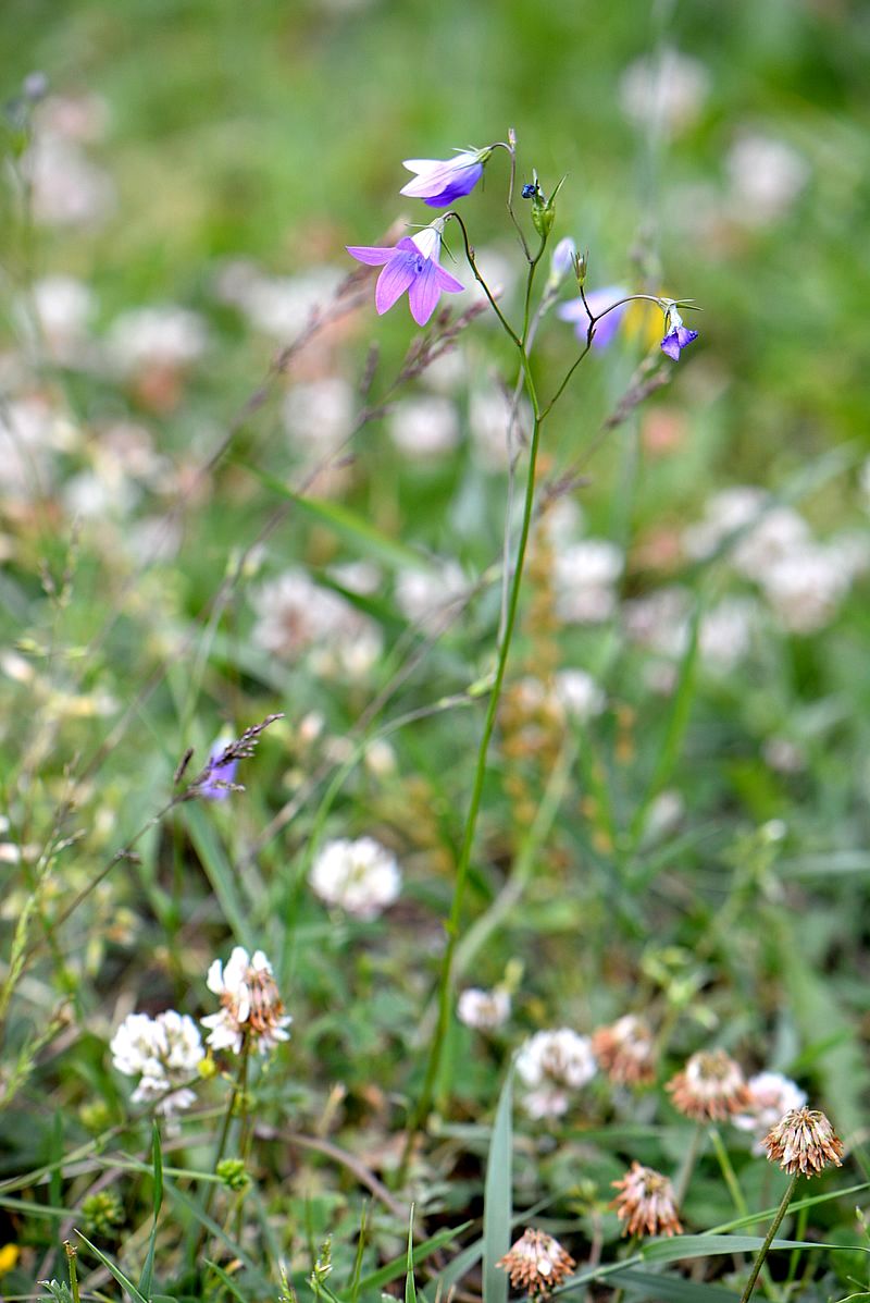 Image of Campanula patula specimen.