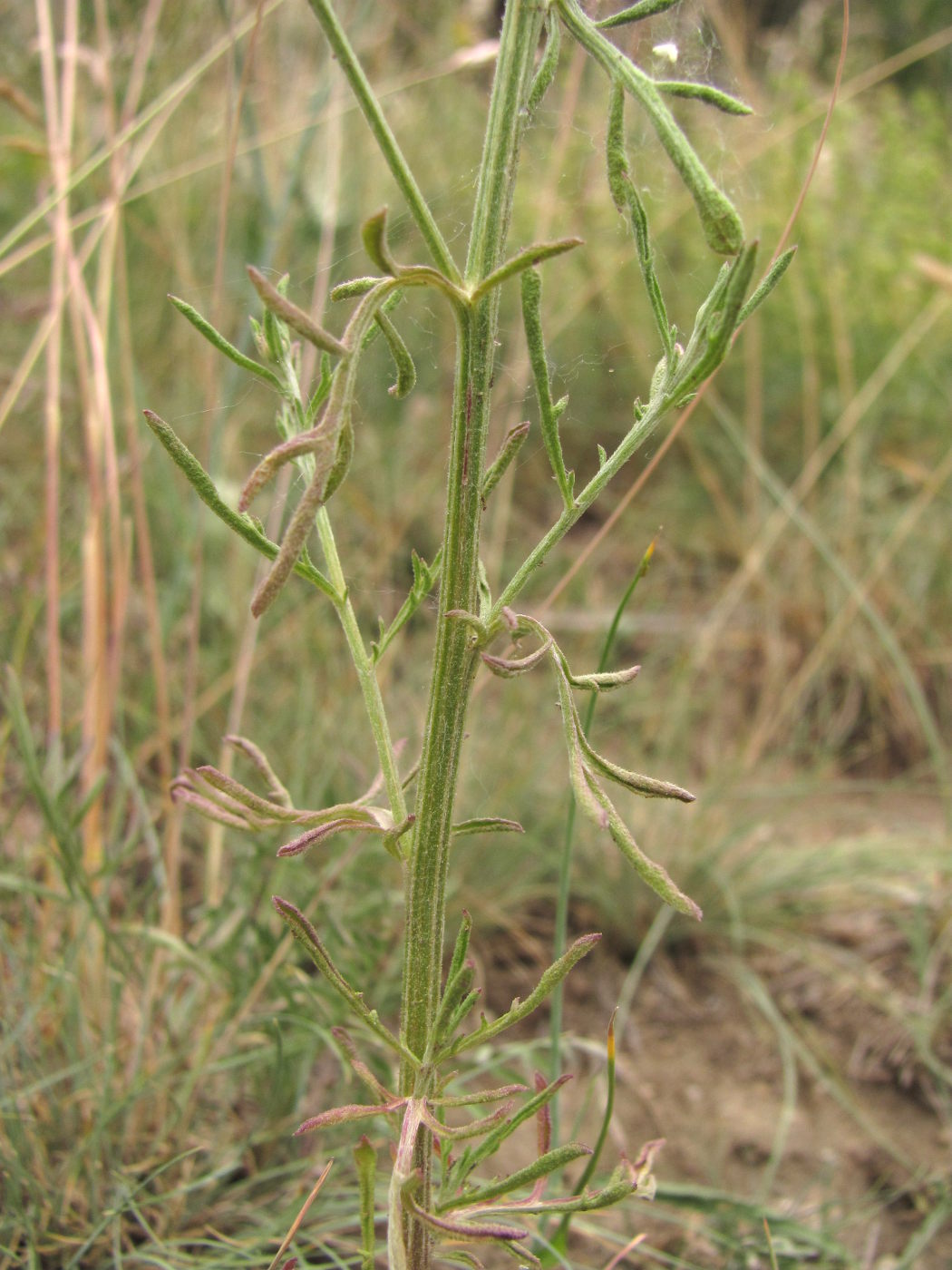 Изображение особи Centaurea biebersteinii.