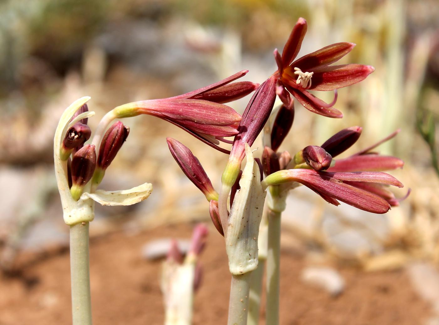 Изображение особи Ungernia sewerzowii.