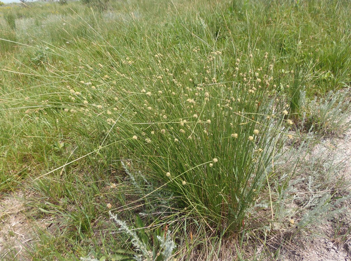 Image of Scirpoides holoschoenus specimen.