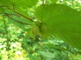 Corylus avellana. Соплодие. Республика Татарстан, окр. г. Набережные Челны, Белоусская часть НП \"Нижняя Кама\" (Боровецкий лес), лиственный лес, в подлеске. 10.07.2020.