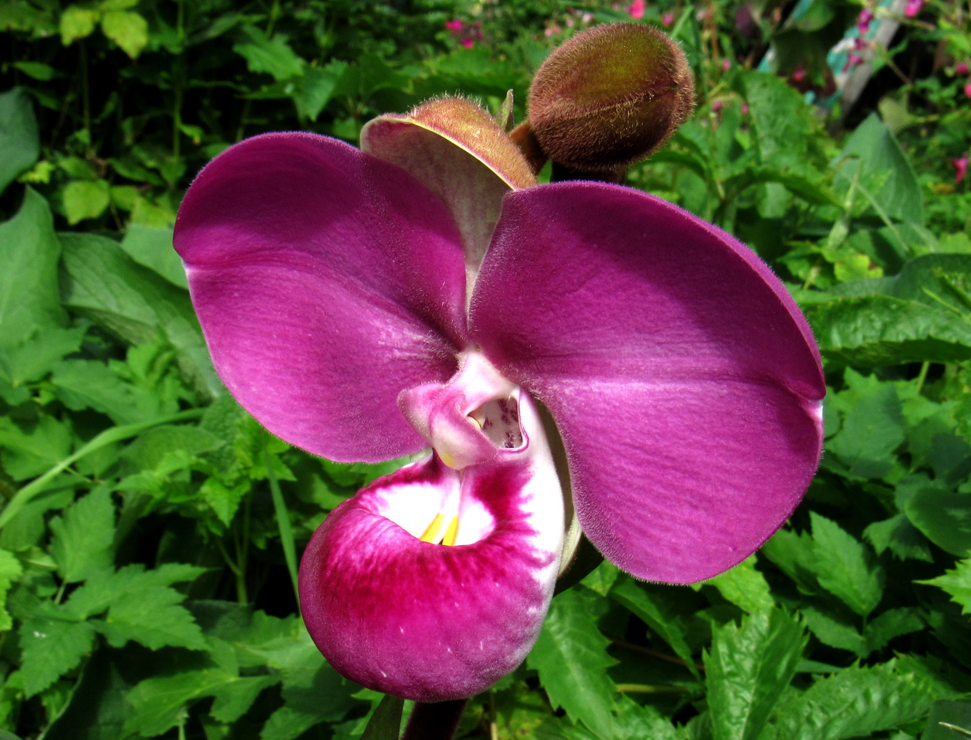 Image of Phragmipedium kovachii specimen.