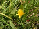 Taraxacum bessarabicum. Соцветие. Украина, г. Запорожье, балка Партизанская, влажный луговой участок возле р. Хортичанки. 23.09.2020.