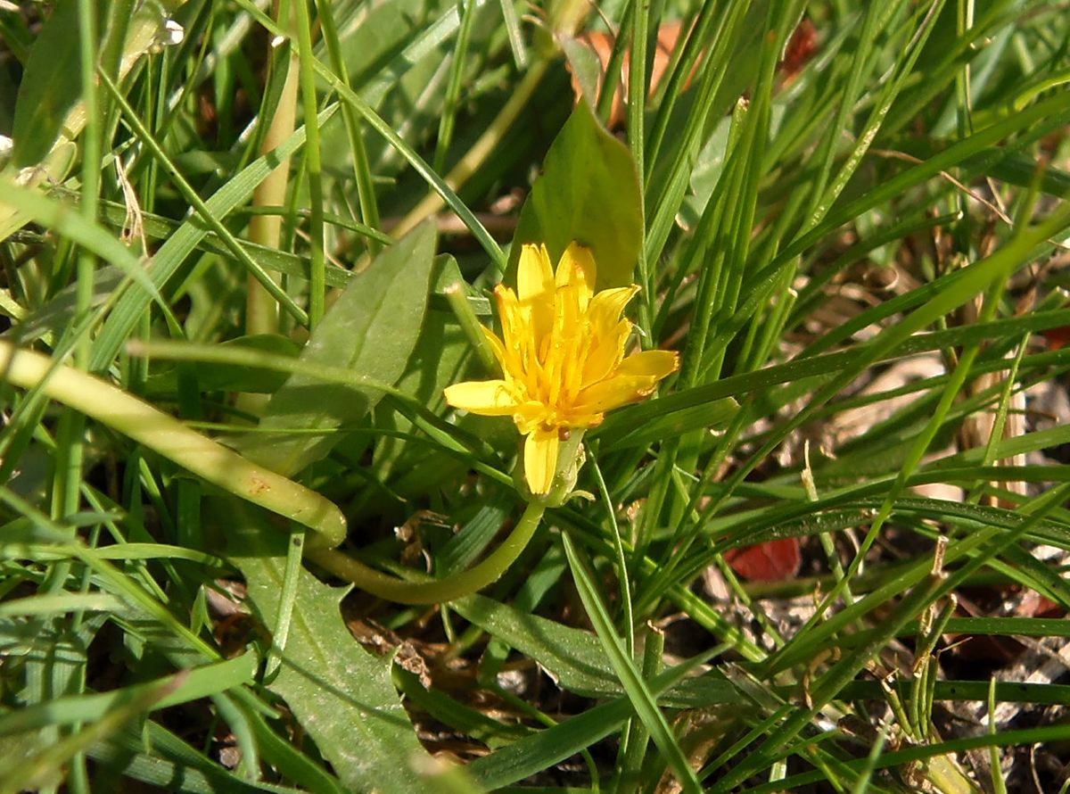 Image of Taraxacum bessarabicum specimen.