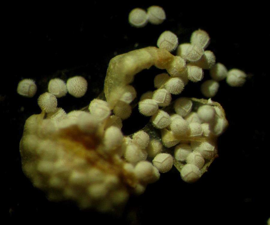 Изображение особи Isoetes echinospora.