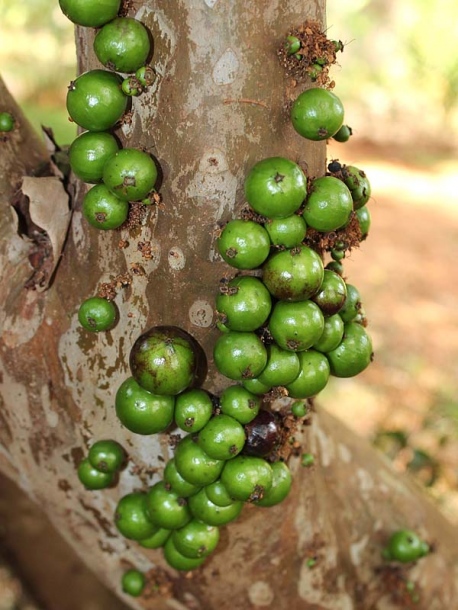 Image of Plinia cauliflora specimen.