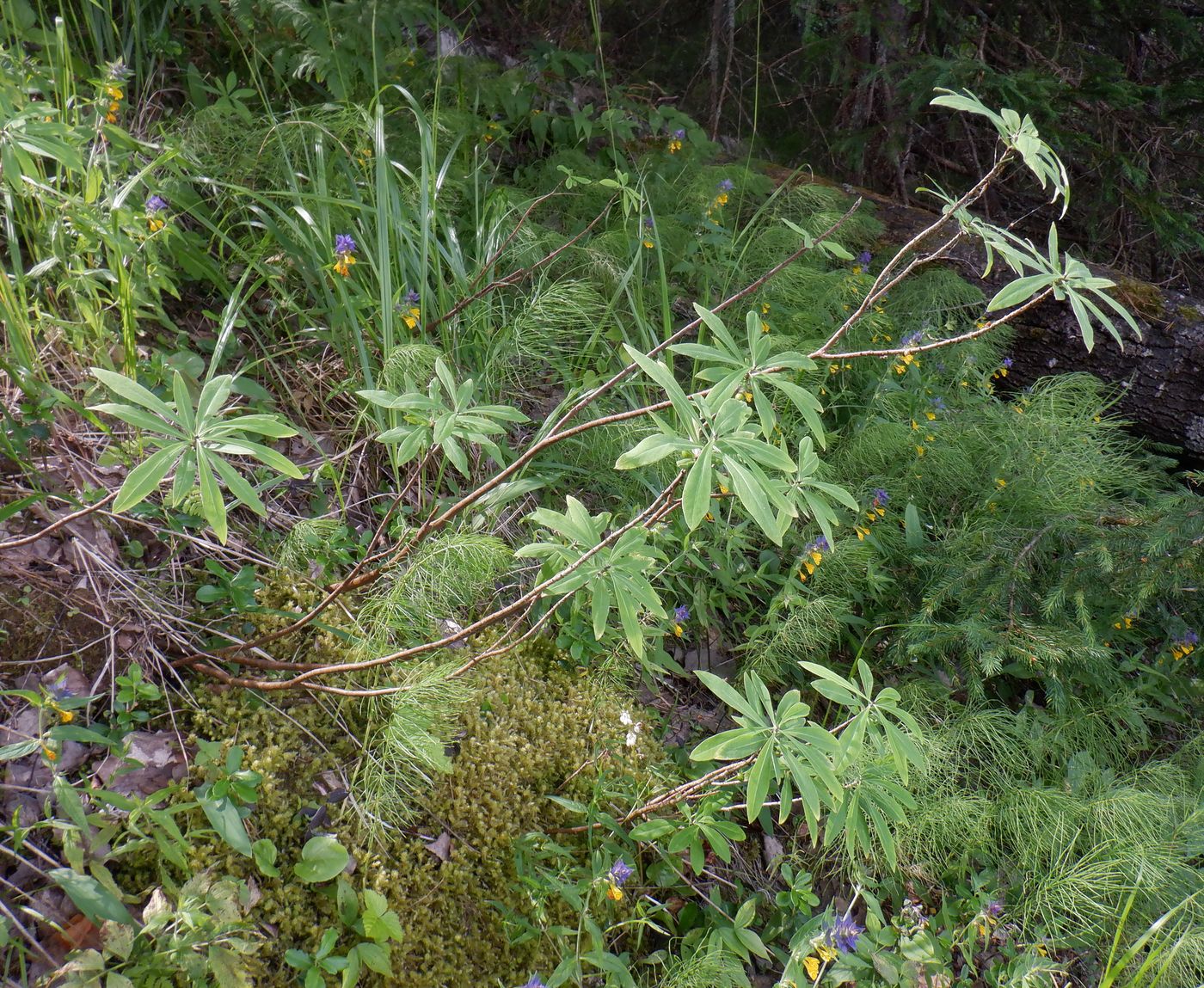 Image of Daphne mezereum specimen.