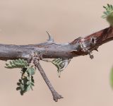 Vachellia reficiens