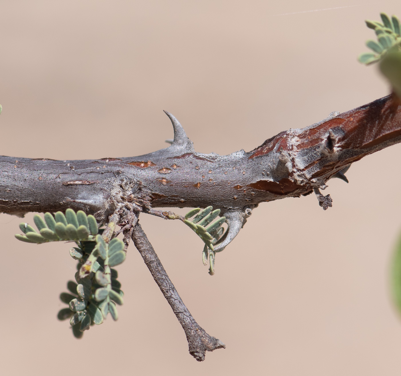 Image of Vachellia reficiens specimen.