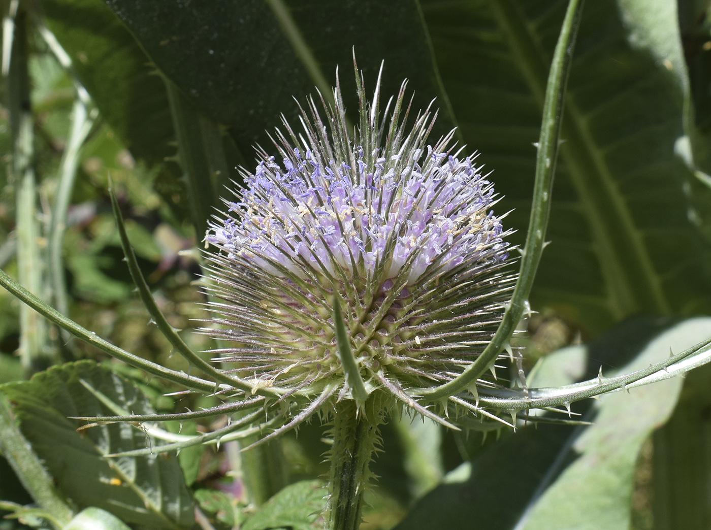 Изображение особи Dipsacus fullonum.