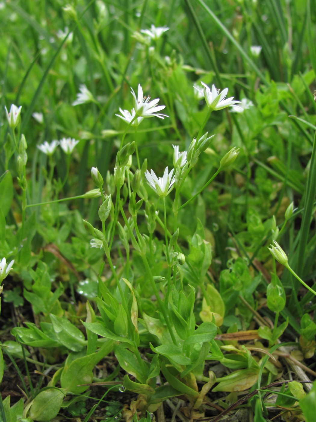 Изображение особи Stellaria anagalloides.