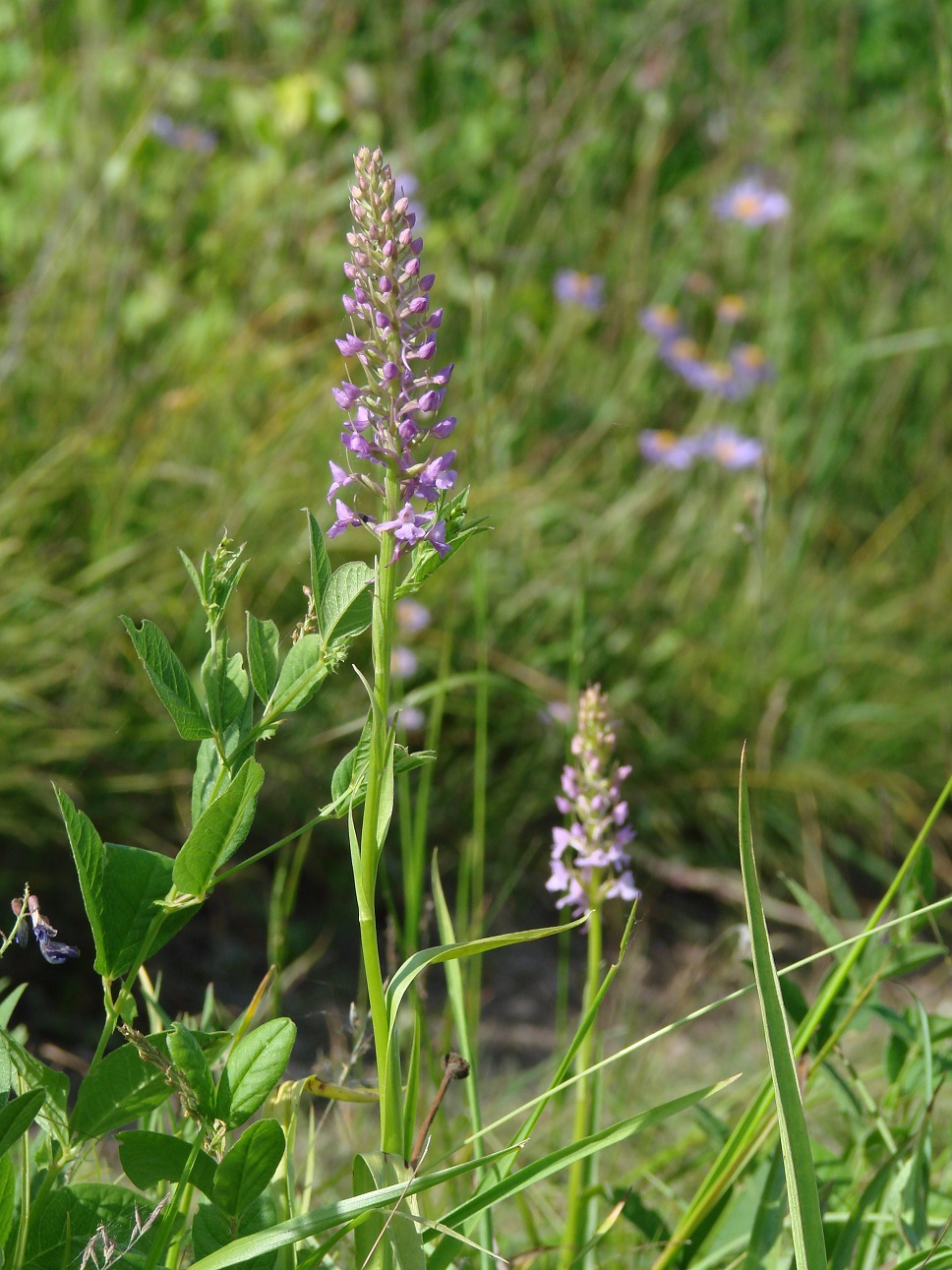 Изображение особи Gymnadenia conopsea.