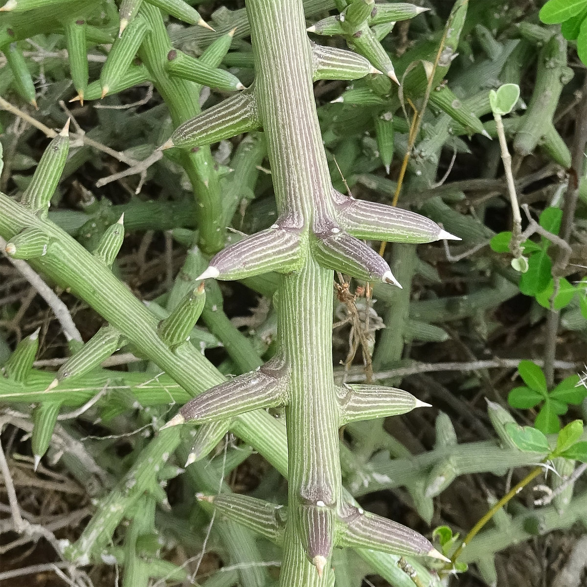 Изображение особи Adenia globosa.