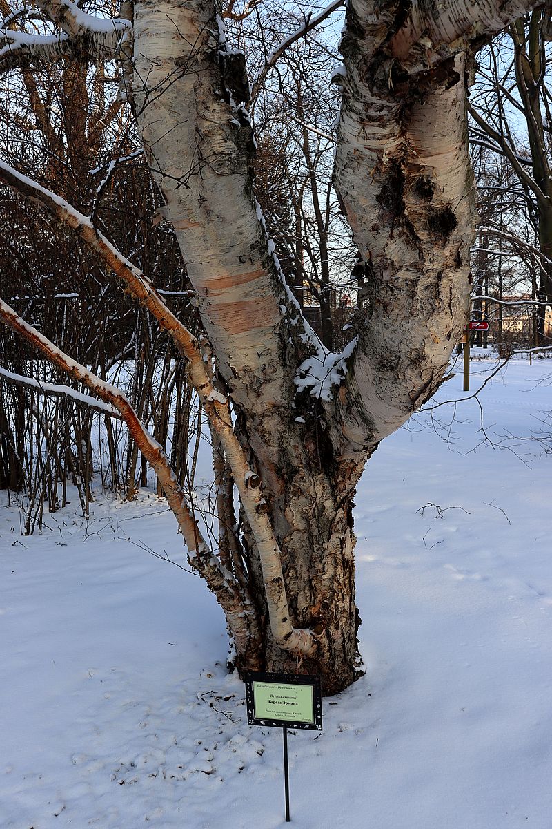 Image of Betula ermanii specimen.