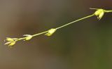 Carex disperma