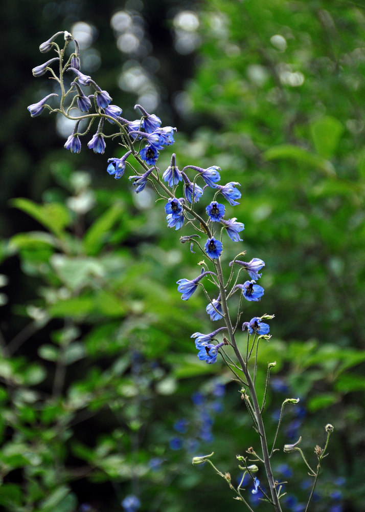 Image of Delphinium elatum specimen.