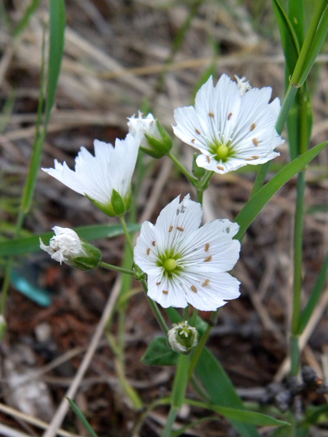 Image of Cerastium maximum specimen.