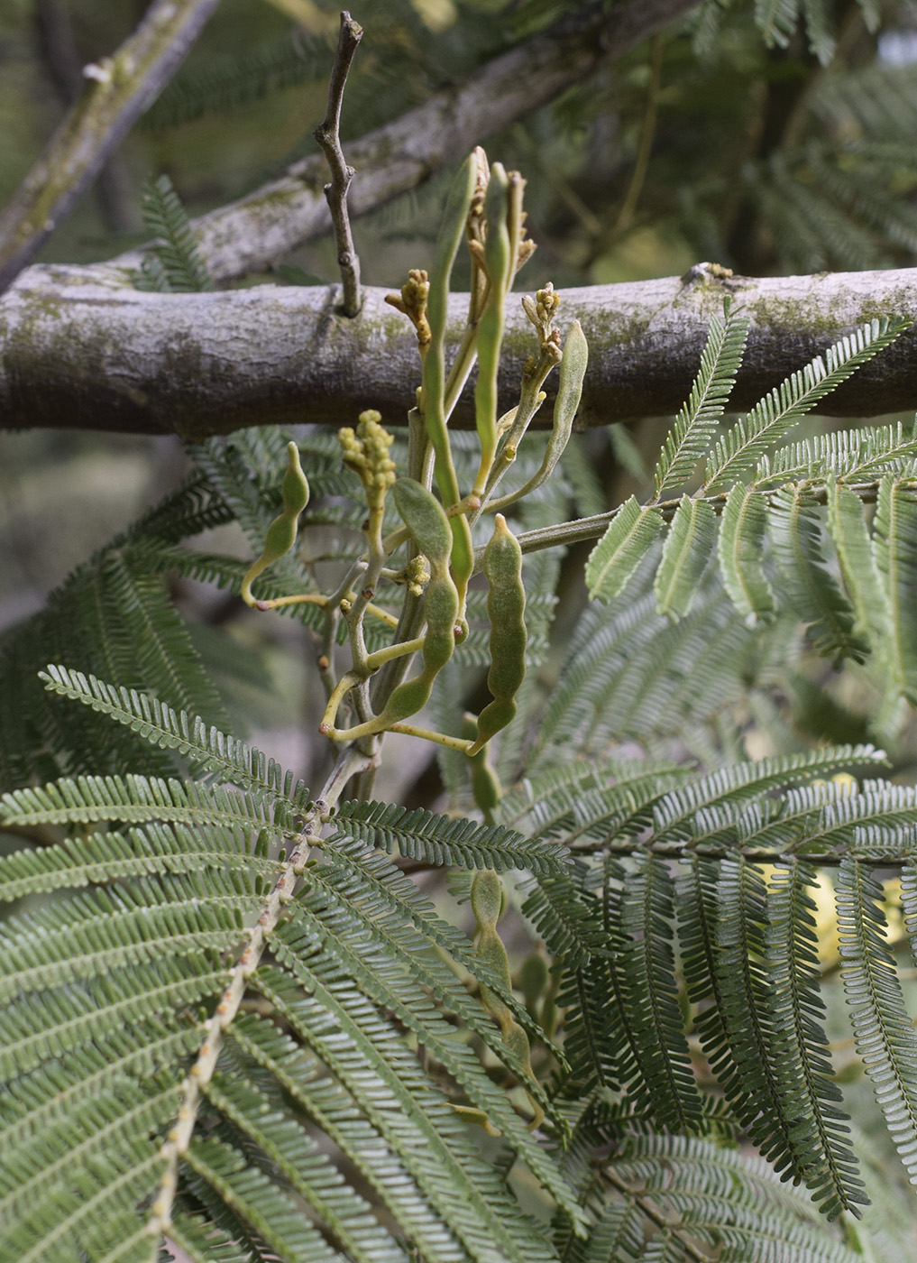 Image of Acacia mearnsii specimen.