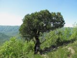 Juniperus foetidissima