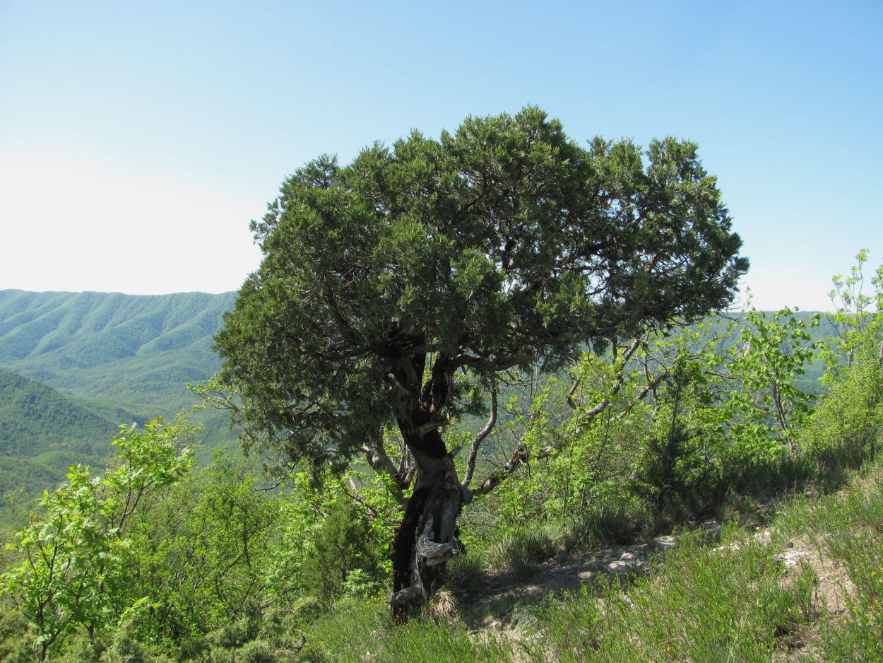 Image of Juniperus foetidissima specimen.