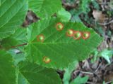 Acer tataricum. Лист с галлами Oligotrophus szepligetii. Краснодарский край, Абинский р-н, окр. пос. Новый, широколиственный лес. 27.05.2020.