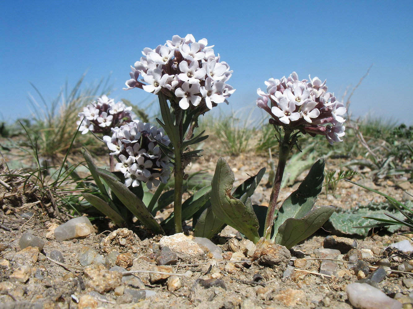 Изображение особи Valeriana chionophila.