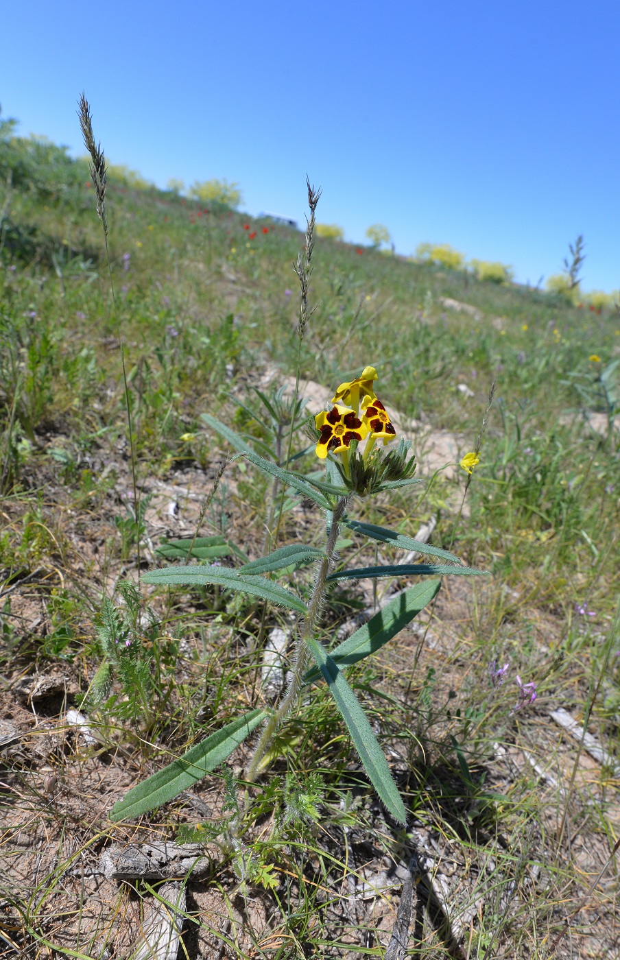 Изображение особи Arnebia coerulea.