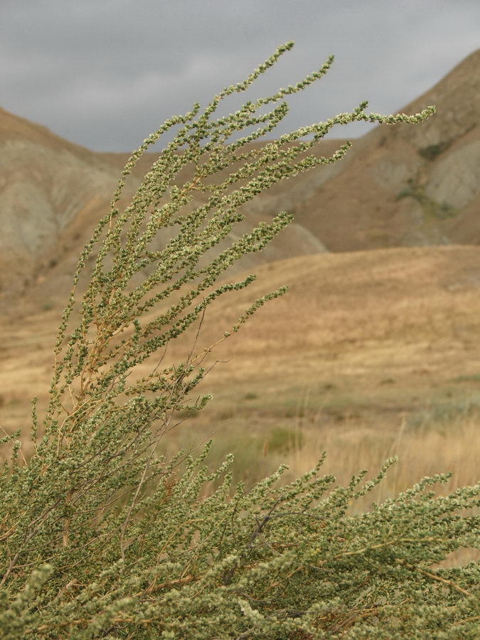 Изображение особи Salsola laricina.