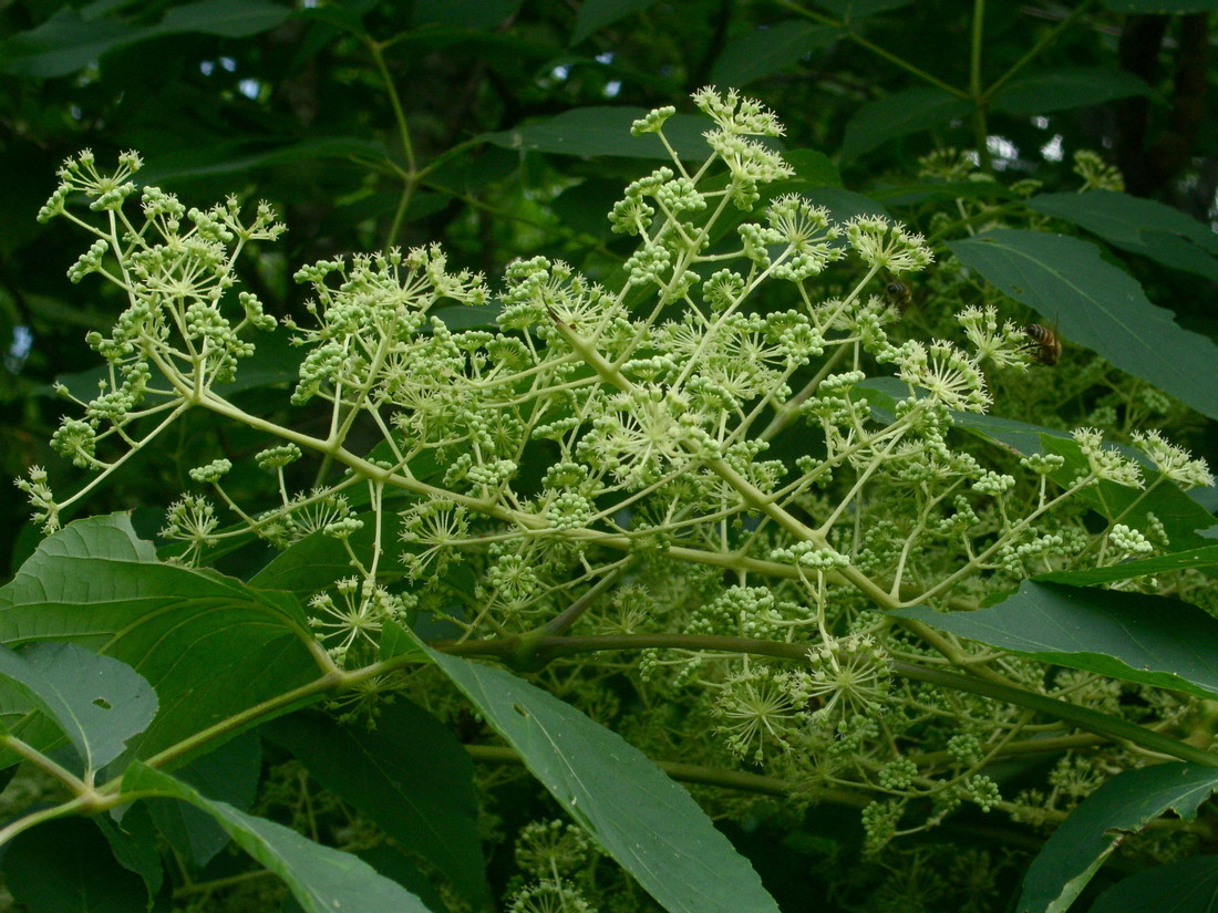 Image of Aralia elata specimen.