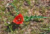 Tulipa suaveolens