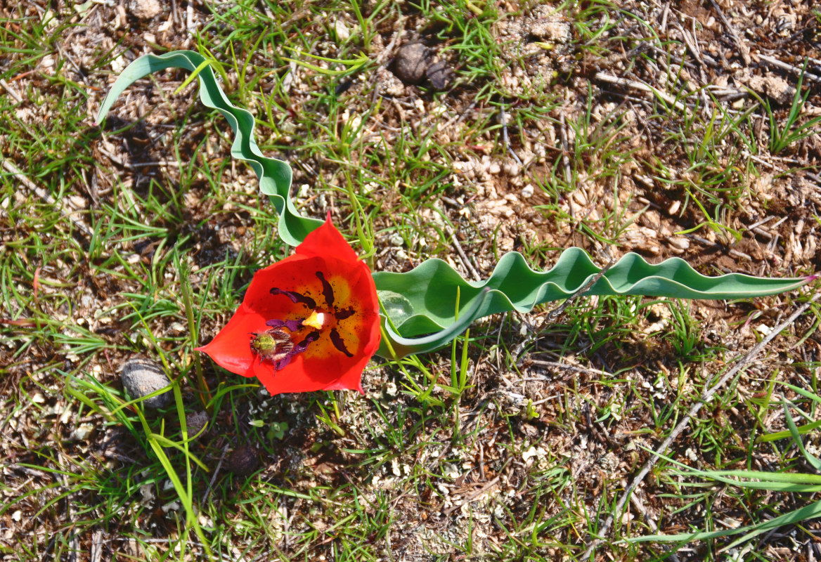 Image of Tulipa suaveolens specimen.