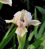 Iris &times; hybrida