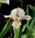 Iris × hybrida