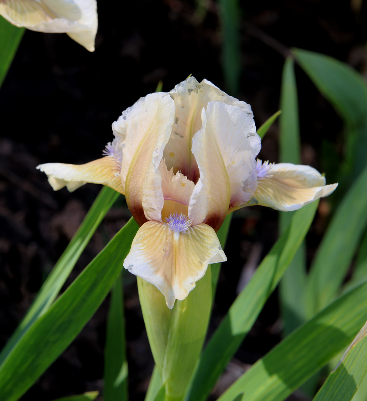 Image of Iris &times; hybrida specimen.