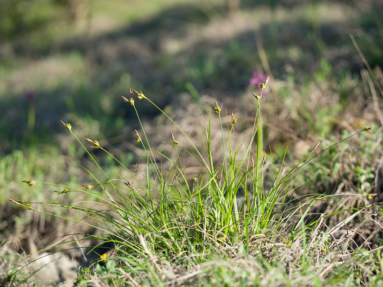 Изображение особи Carex halleriana.