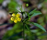 Ranunculus arvensis