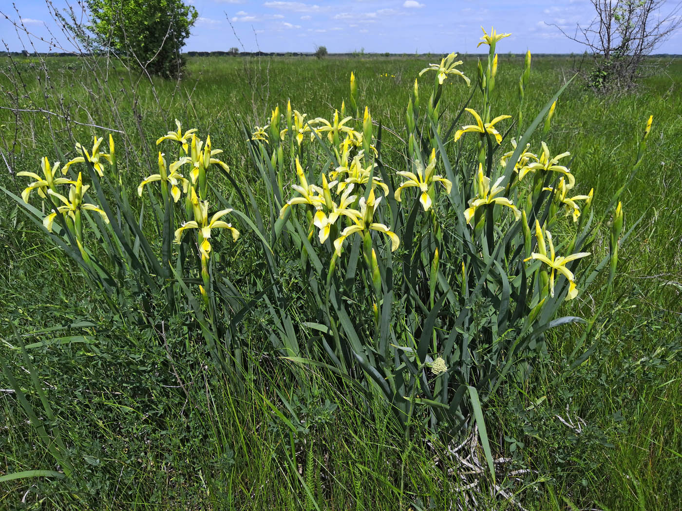 Изображение особи Iris halophila.