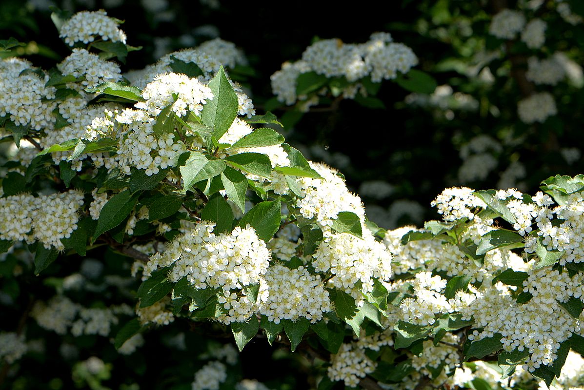 Изображение особи Photinia villosa.