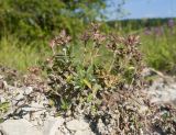 Thymus sessilifolius