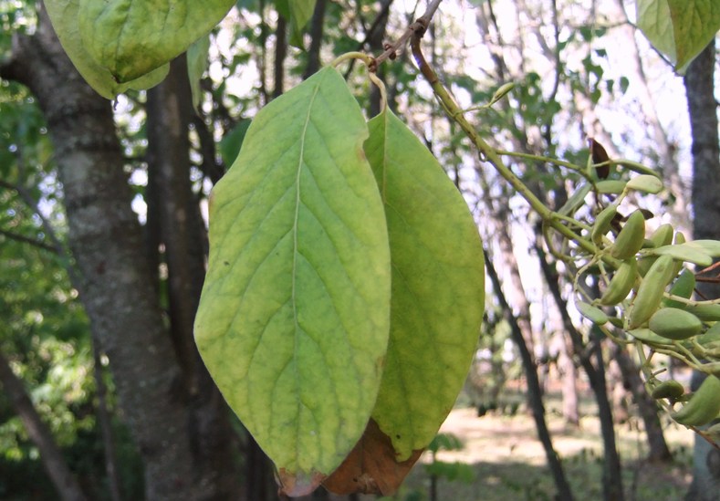 Изображение особи Syringa amurensis.