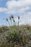 Pulsatilla uralensis