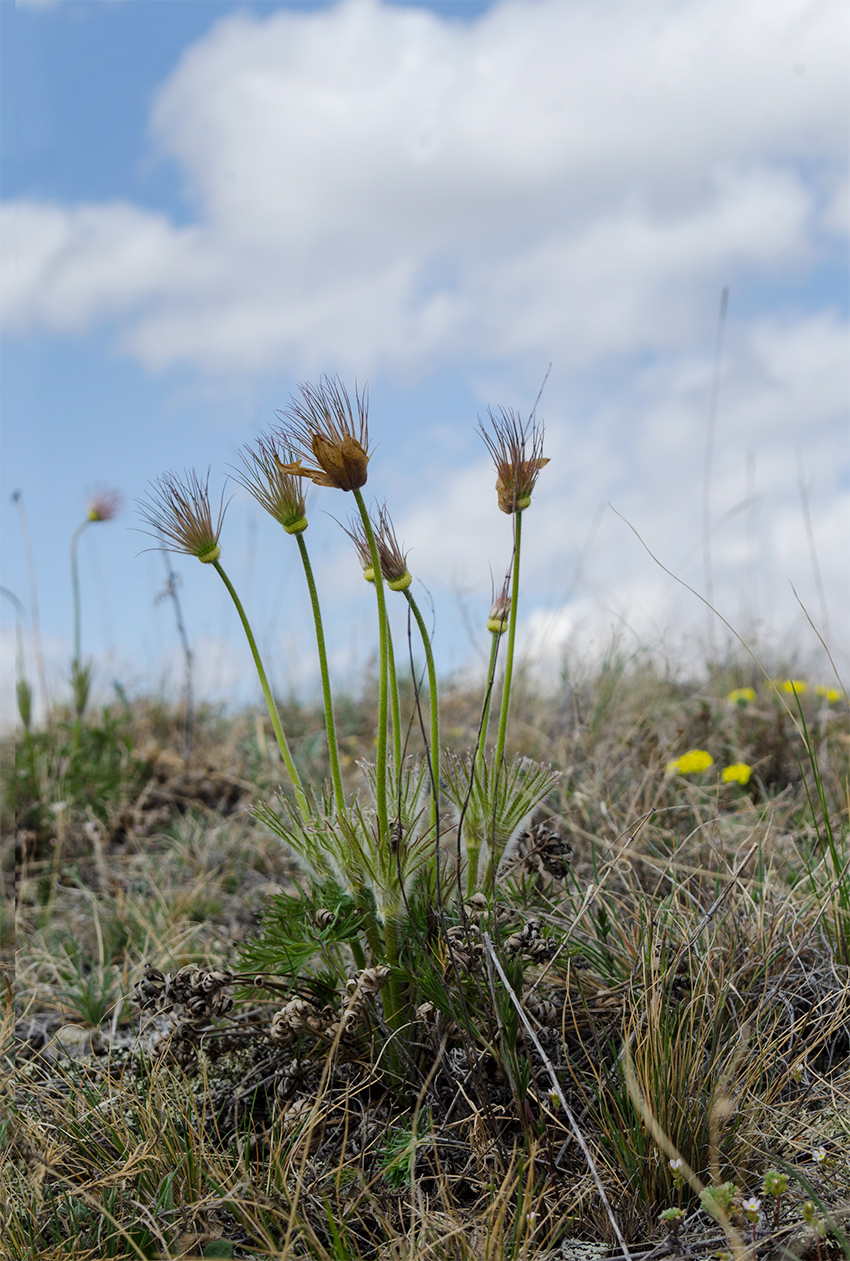 Изображение особи Pulsatilla uralensis.