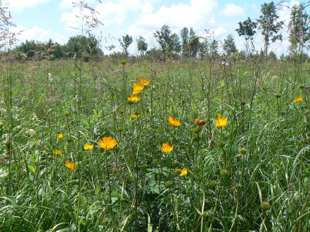 Image of Trollius chinensis specimen.