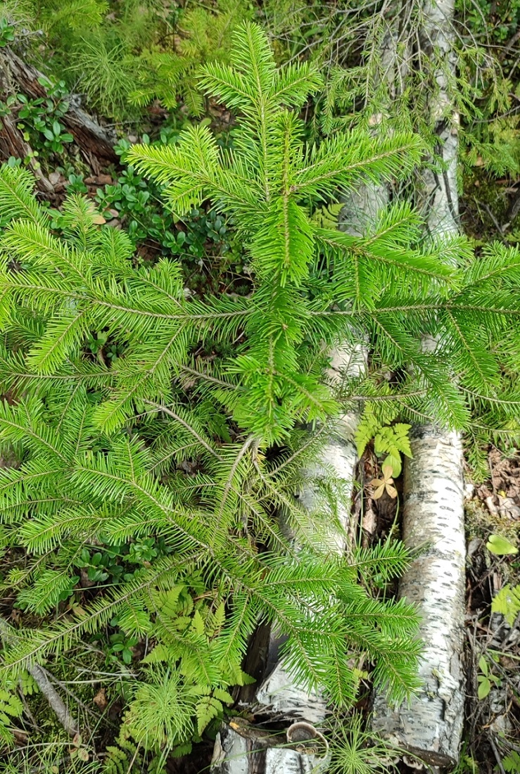 Image of Abies sibirica specimen.