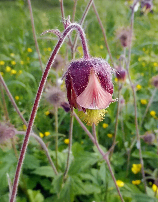 Изображение особи Geum rivale.