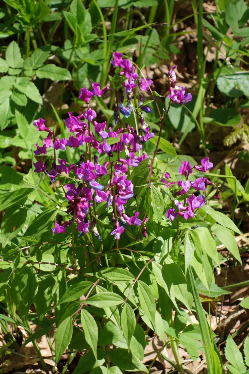 Изображение особи Lathyrus vernus.