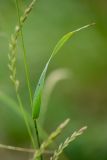 Elytrigia repens. Часть побега. Ростовская обл., Мясниковский р-н, окр. хут. Мартыново, пойменный луг. 12.06.2021.